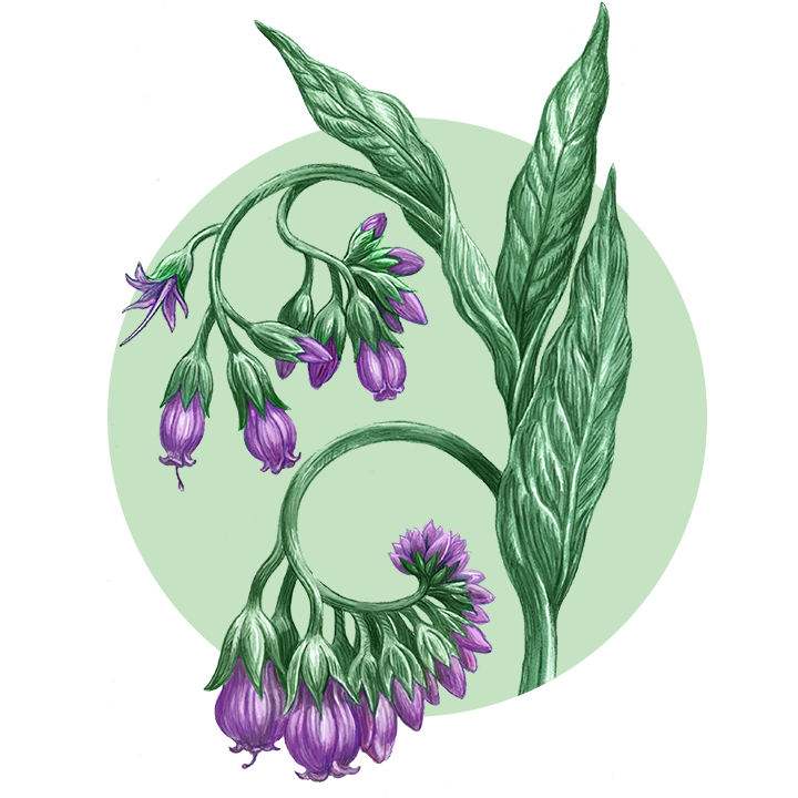 Why Comfrey?