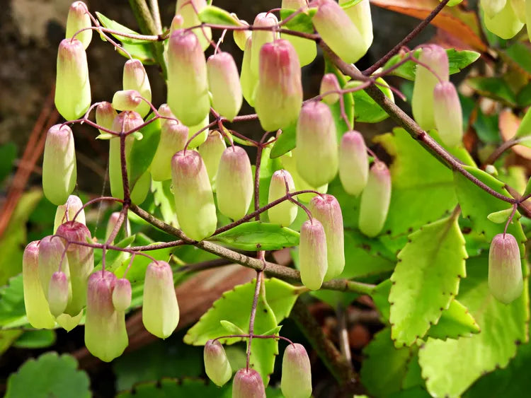 Kalanchoe Pinnata